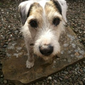 Jed the dog