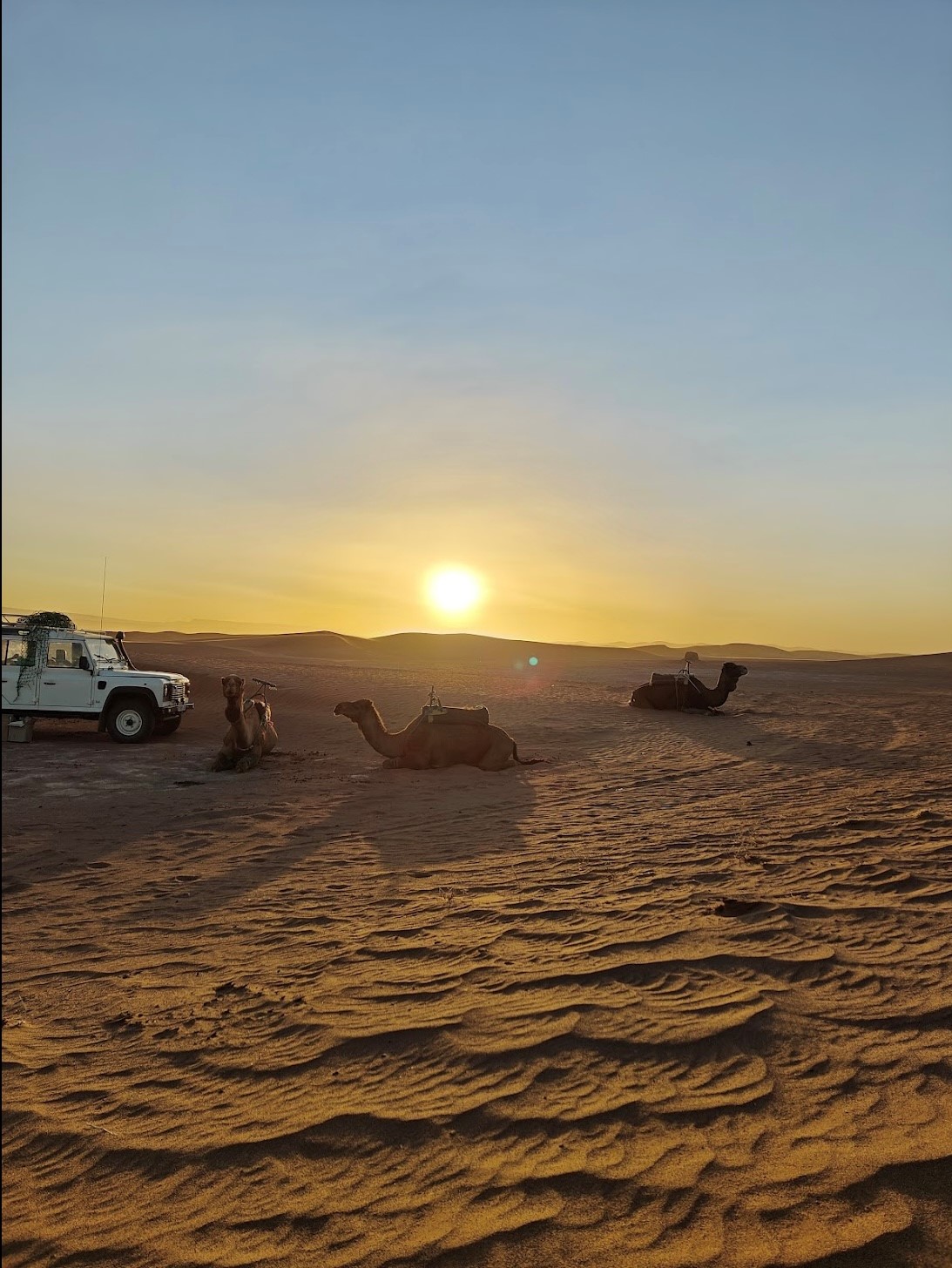 Camels in The Sahara at sunset