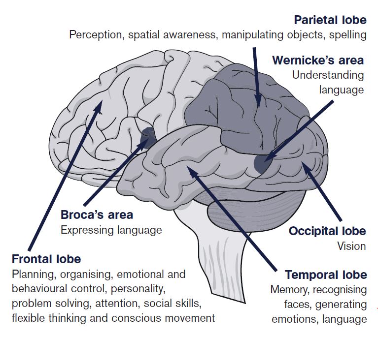 Occipital Lobe Damage: How It Affects Vision & Recovery
