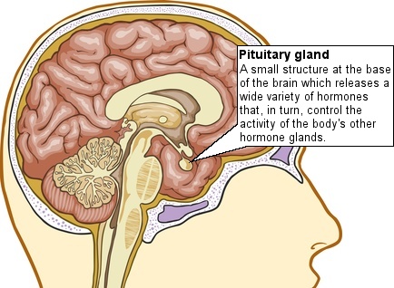 Should every patient with traumatic brain injury be referred to an endocrinologist? Main Image
