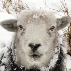 Recognising sheep but not people Main Image