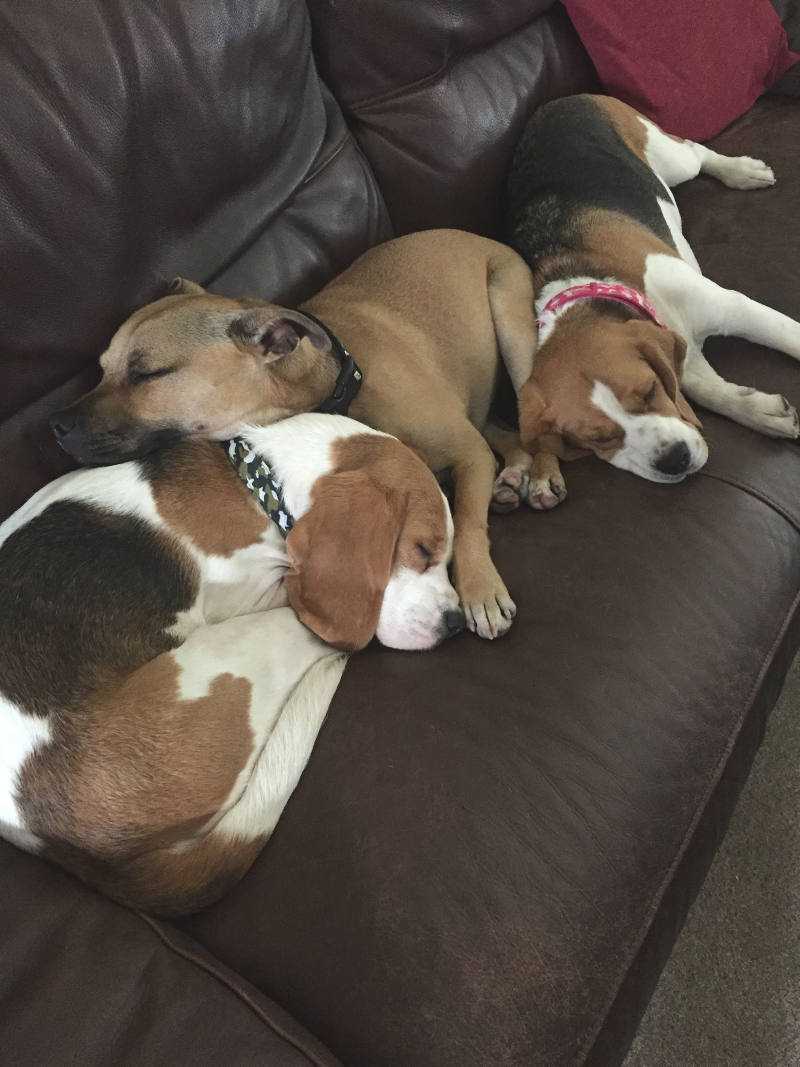 Lydia’s dogs love a good sofa nap!
