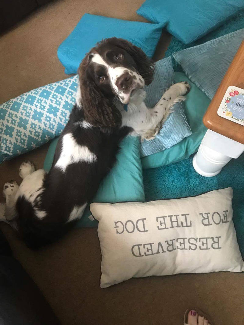 Stanley: Loyal, gentle...and soppy!