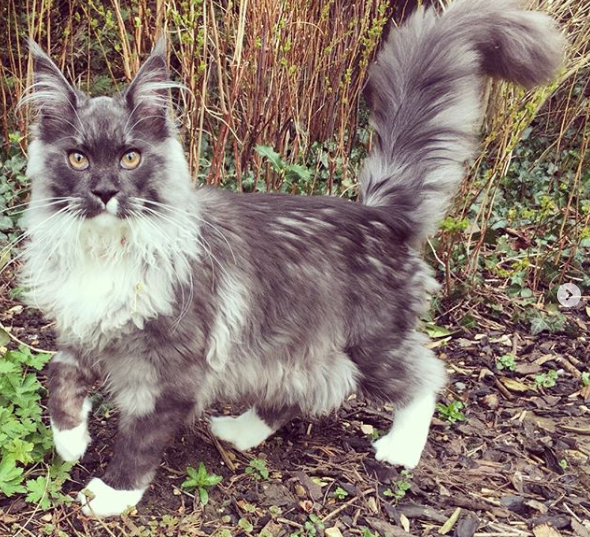 Jessica's cat Max.