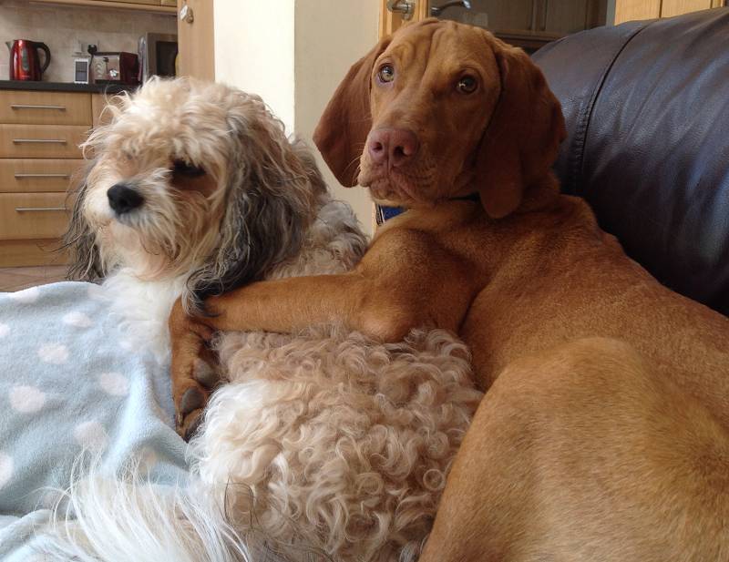 Pippin and Kelta