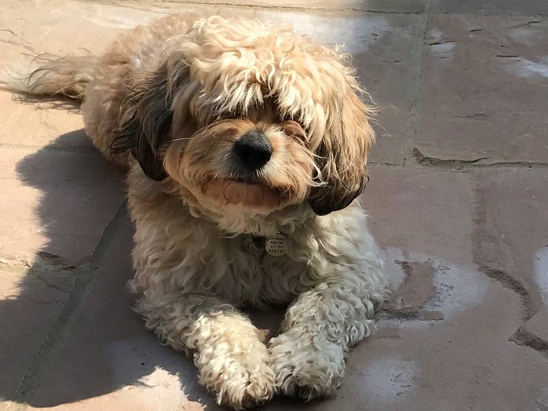 Pippin