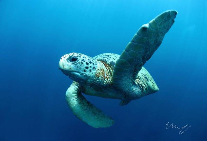 photo of a turtle