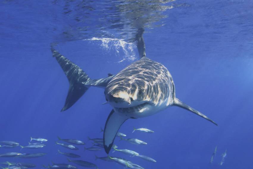 great white shark