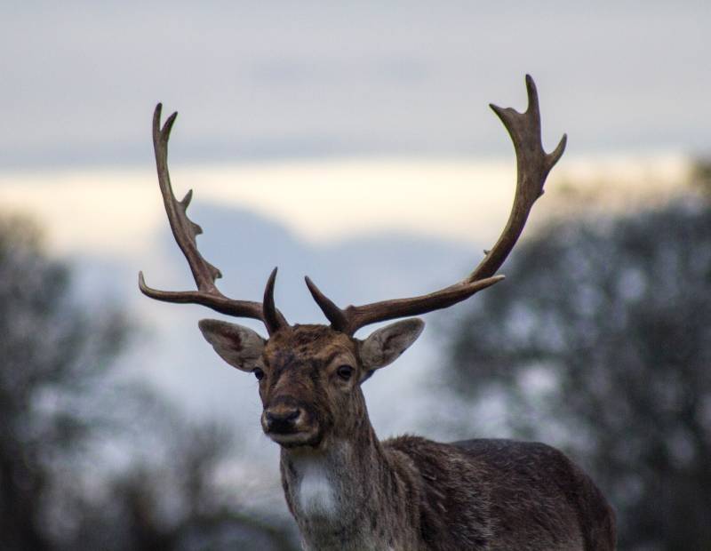 deer