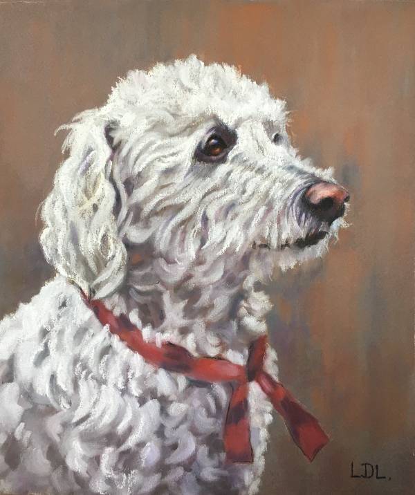 Bichon Frise drawing