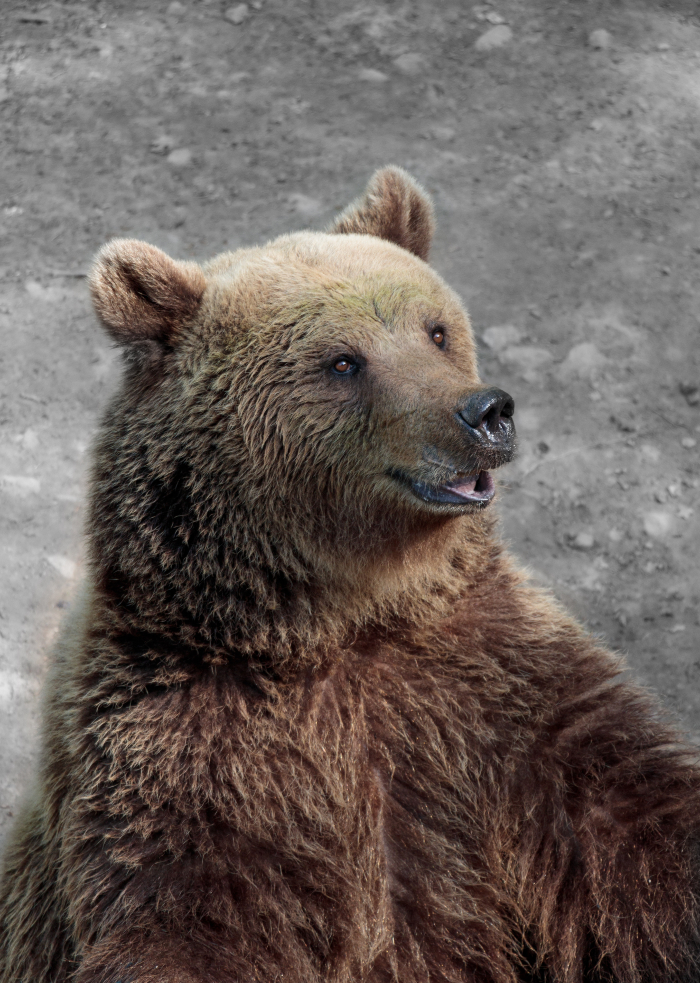 A bear