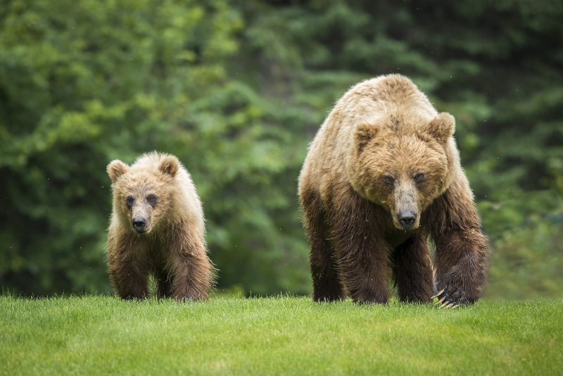 Bears
