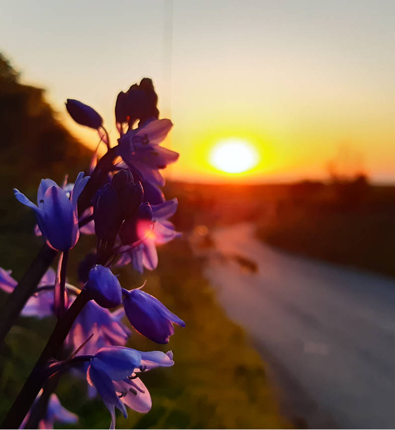 A beautiful photograph of flowers at sunset, by Clare Rutter (featured below)