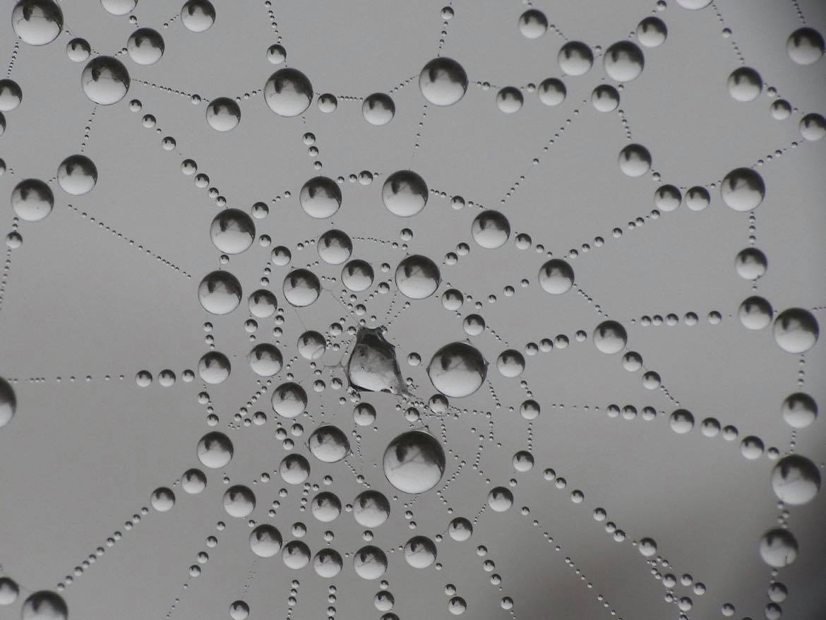 Raindrops on a spider's web by Rob Dinwoodie