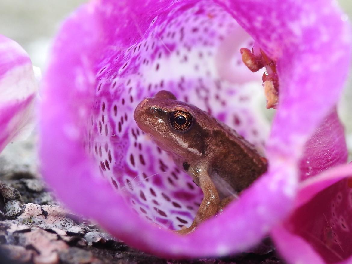 Frog in a flower